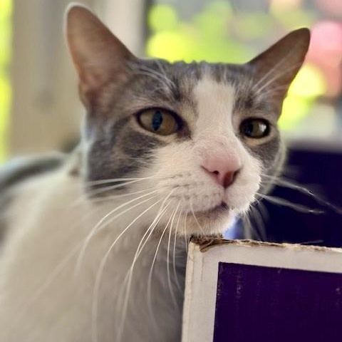 Enlarge Donny, a Adoptable Domestic Short Hair in Memphis, TN image 1/6