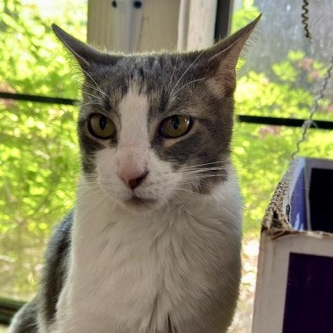 Enlarge Donny, a Adoptable Domestic Short Hair in Memphis, TN image 3/6