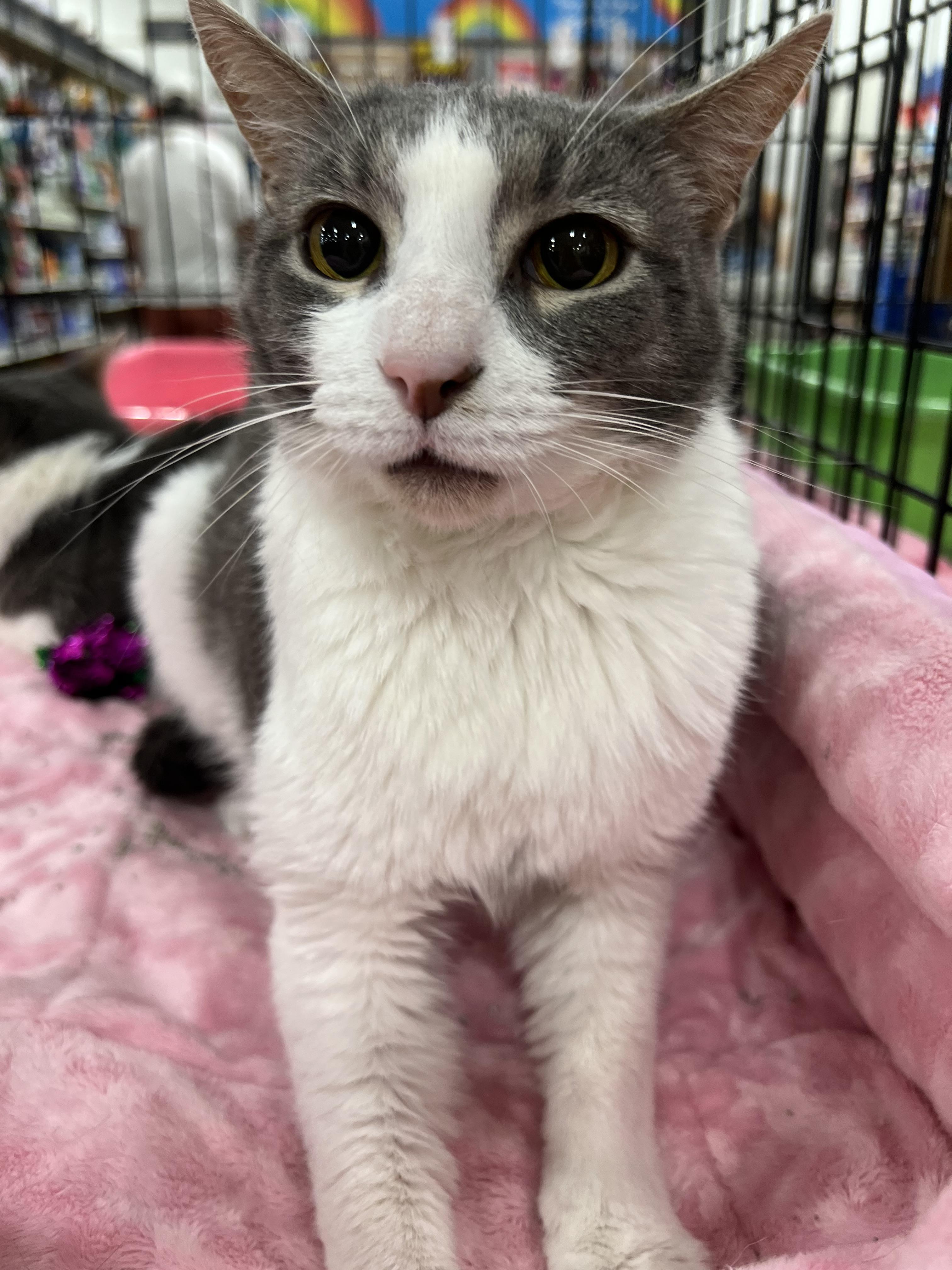 Donny, an adoptable Domestic Short Hair in Memphis, TN, 38120 | Photo Image 4