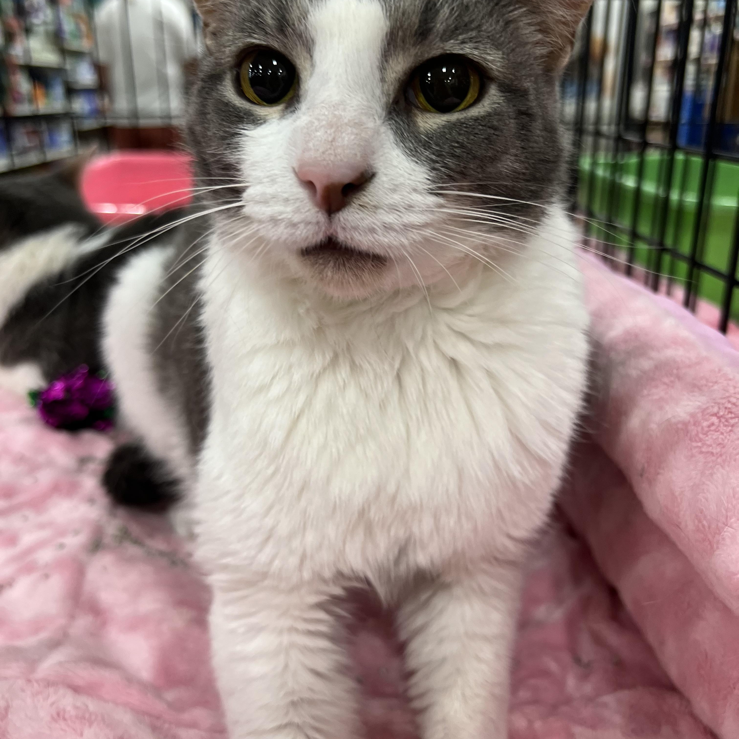 Enlarge Donny, a Adoptable Domestic Short Hair in Memphis, TN image 5/6