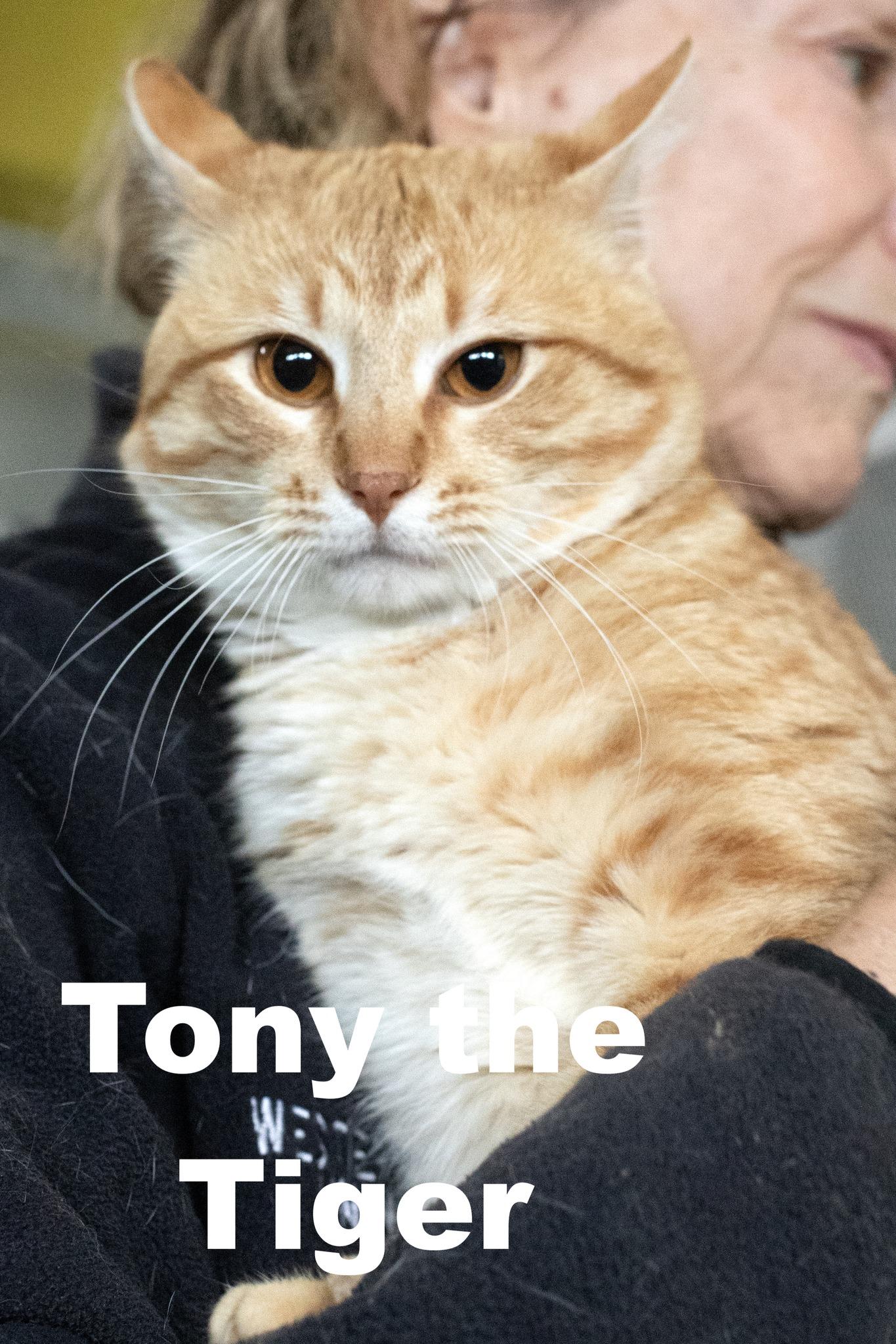 Tony the Tiger, Adoptable, Adult Male Domestic Short Hair.