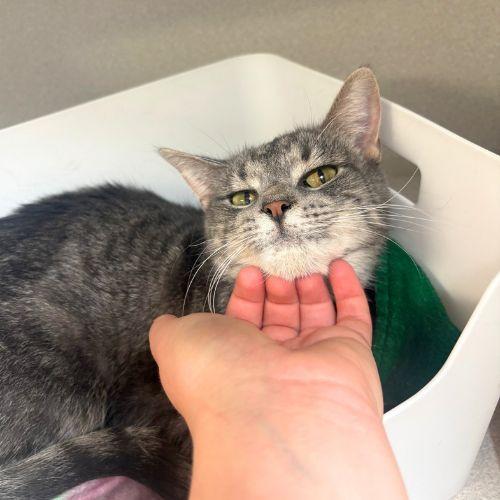 MEADOW, Adoptable, Adult Female Domestic Short Hair.