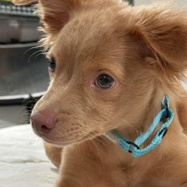Parker, an adopted mixed breed in Yonkers, NY image 4/4