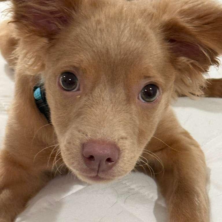 Parker, adopted, Puppy Male Pomeranian & Chihuahua.