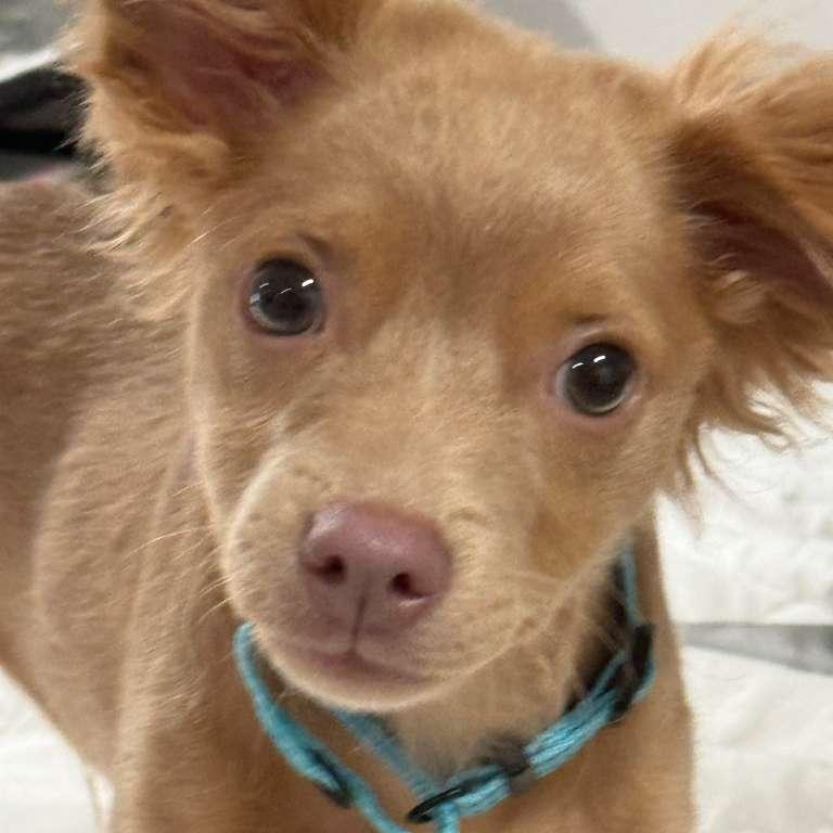 Parker, an adopted mixed breed in Yonkers, NY image 3/4