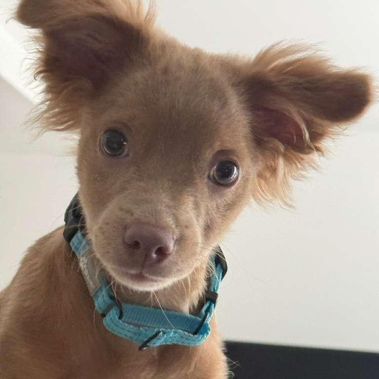 Parker, an adopted mixed breed in Yonkers, NY image 2/4