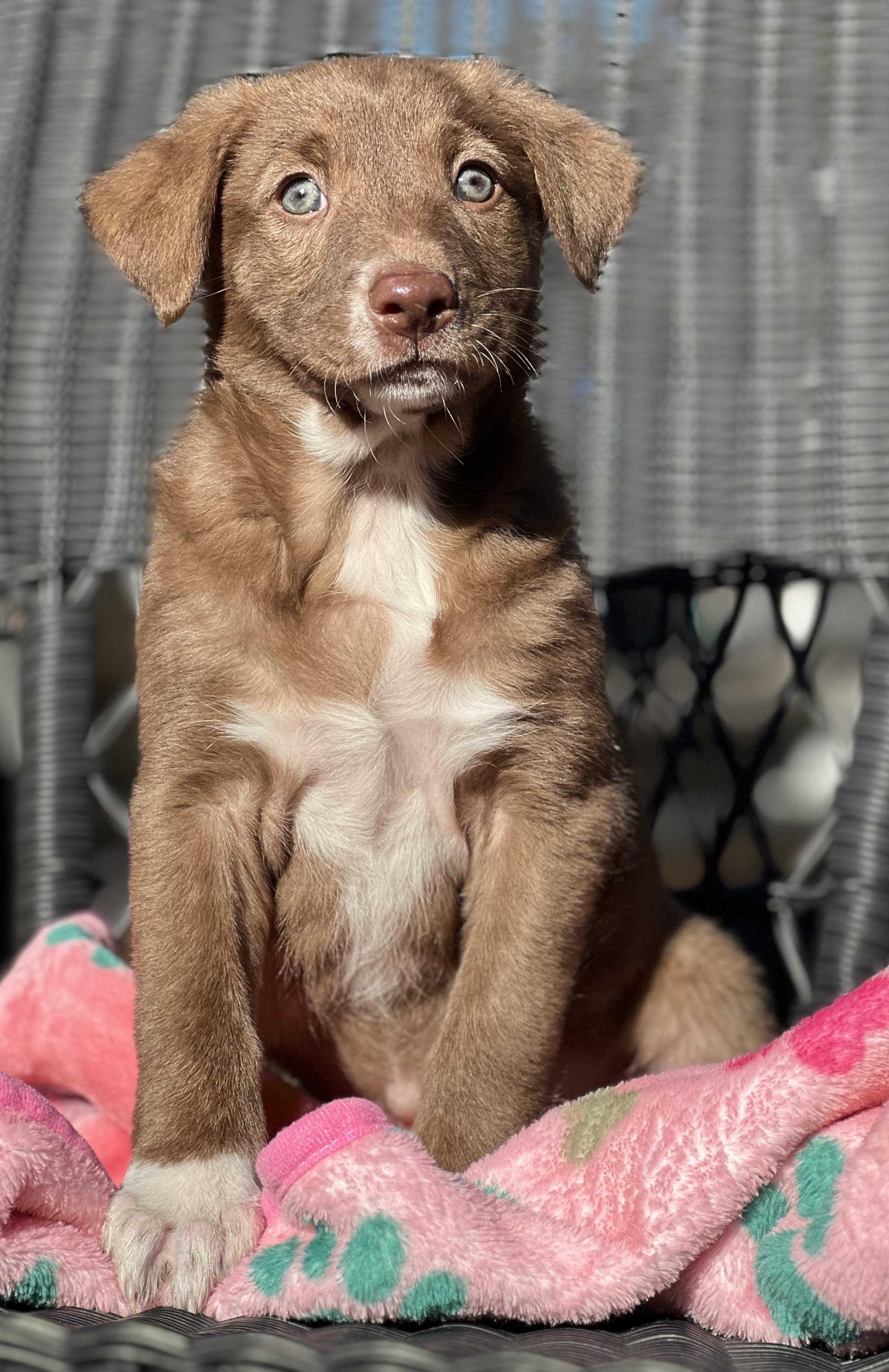 Patsy, an adopted mixed breed in Mt Pleasant, SC image 2/6