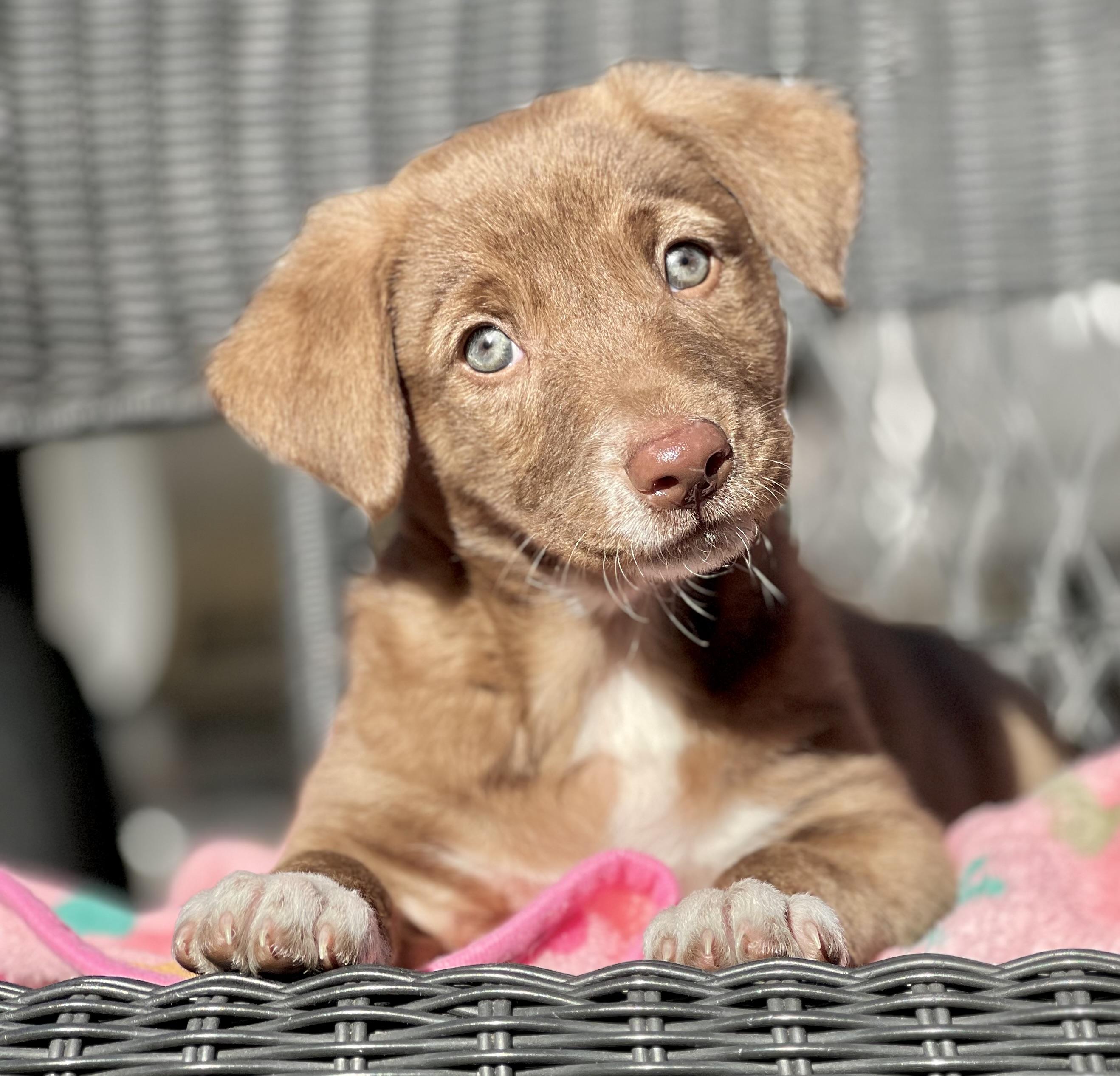 Patsy, an adopted mixed breed in Mt Pleasant, SC image 1/6