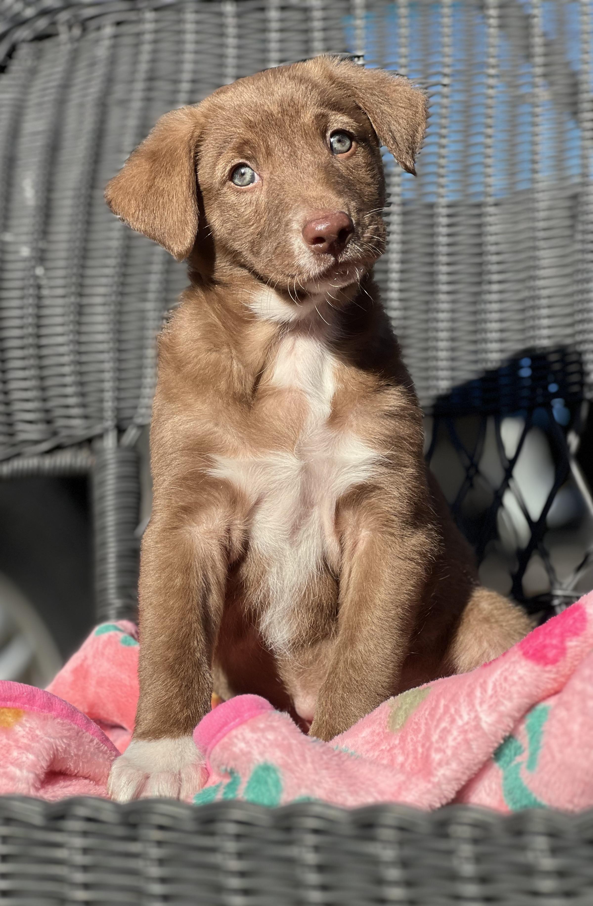 Patsy, an adopted mixed breed in Mt Pleasant, SC image 4/6