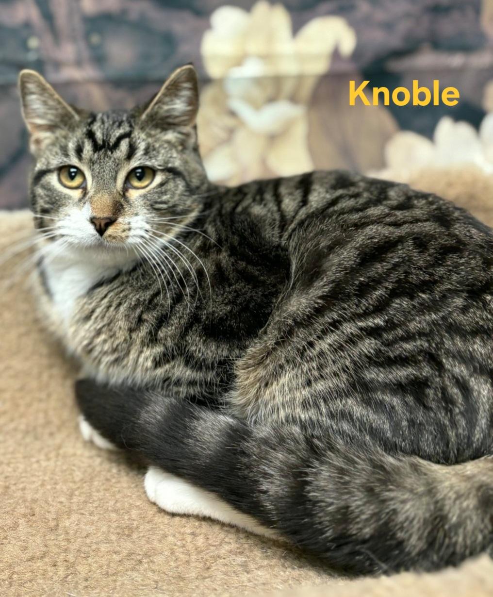Knoble, adopted, Young Male Domestic Short Hair.