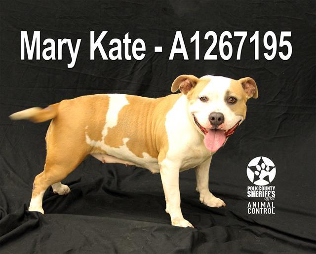 MARY KATE, Adoptable, Adult Female American Bulldog & Mixed Breed.