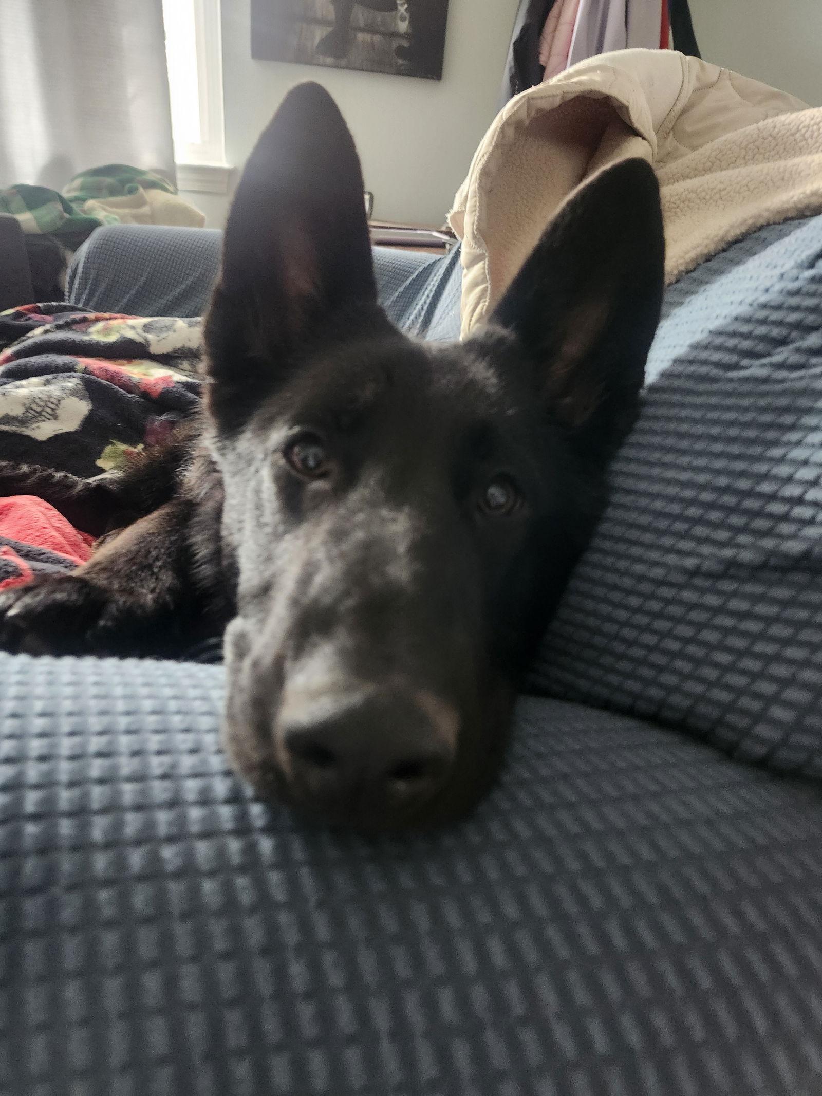 Enlarge Layla 7303, a Adoptable German Shepherd Dog in Centreville, VA image 1/2