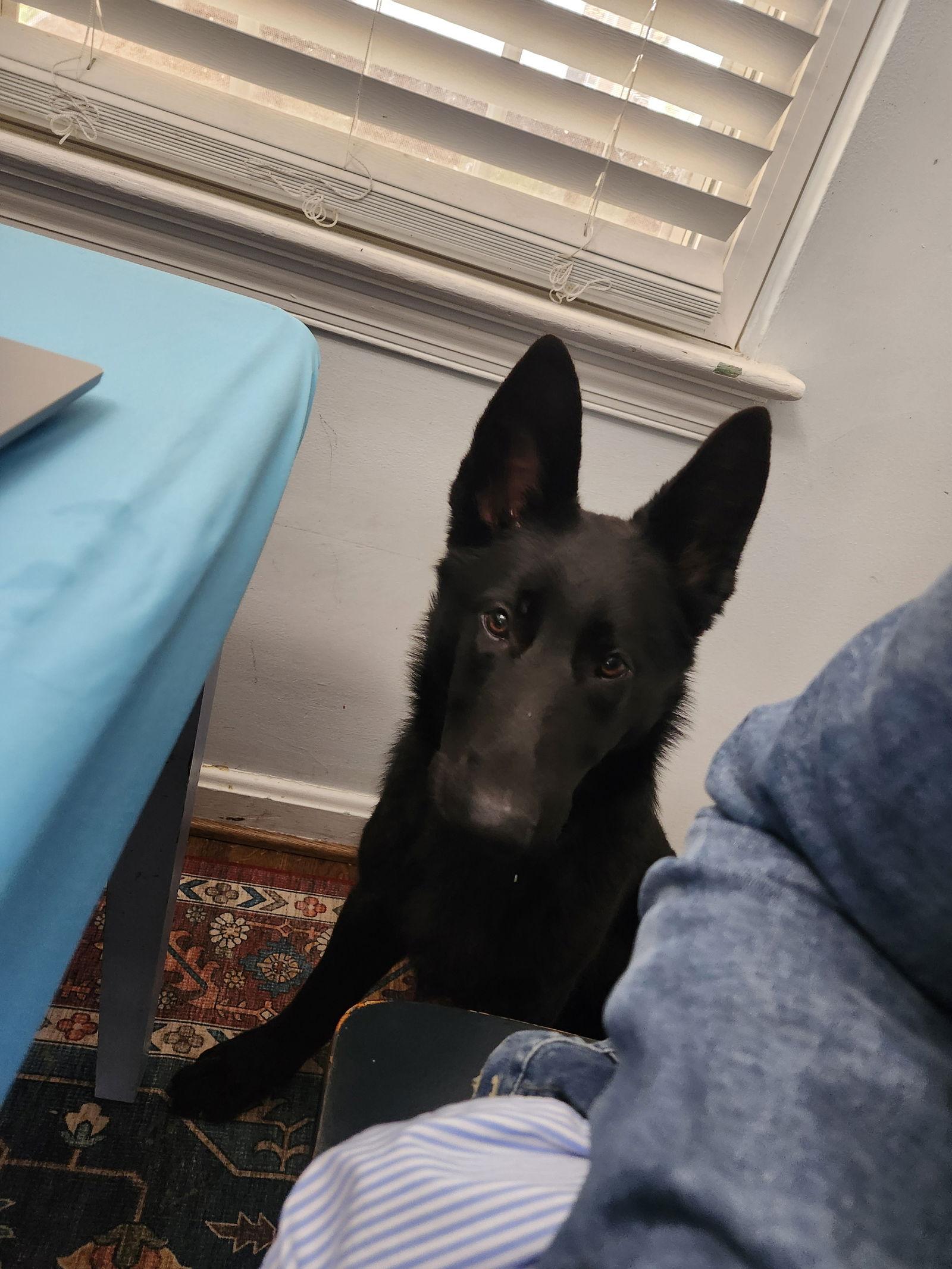 Enlarge Layla 7303, a Adoptable German Shepherd Dog in Centreville, VA image 2/2