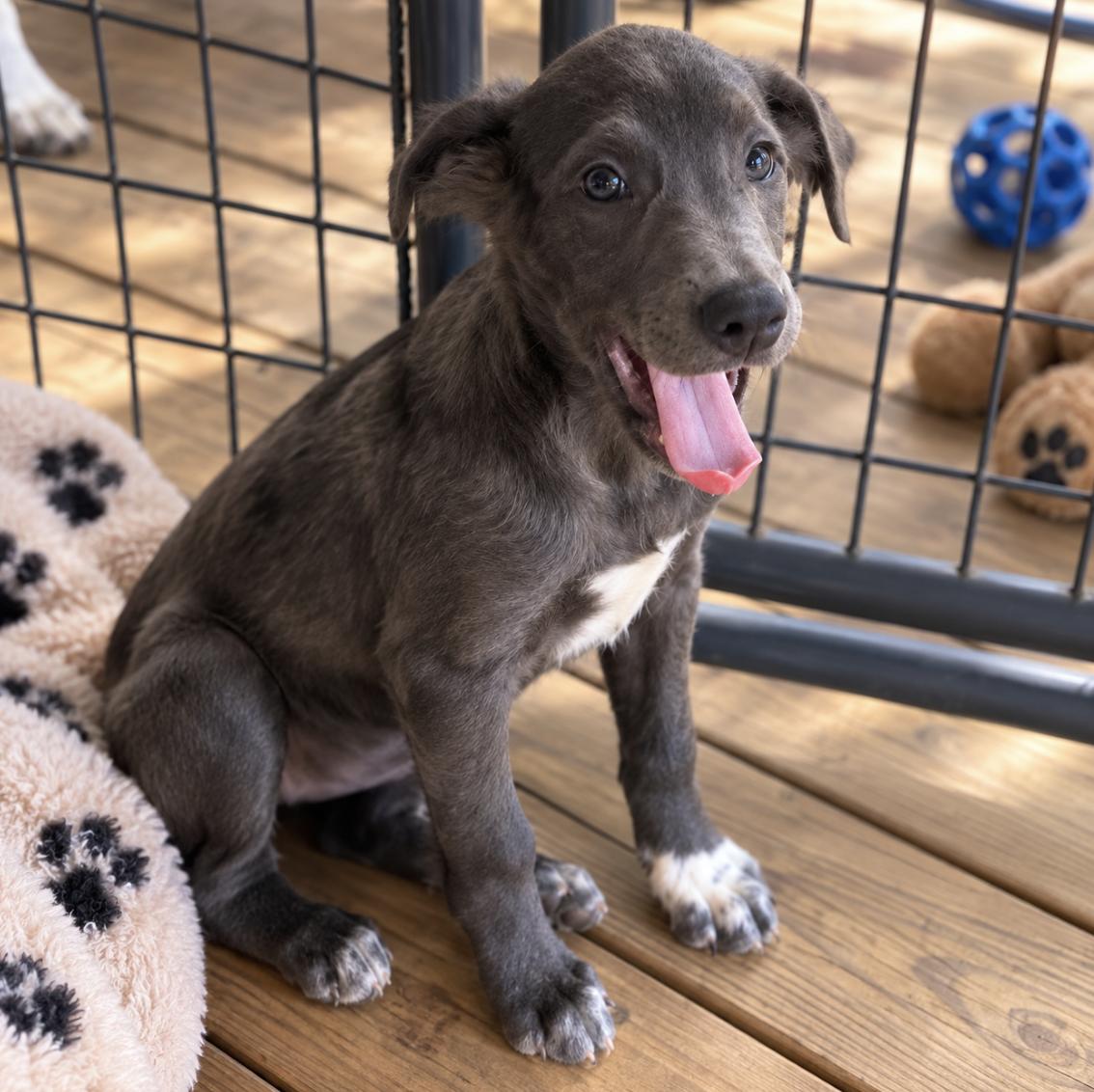Enlarge Gracie, a Adoptable mixed breed in London, ON image 5/6