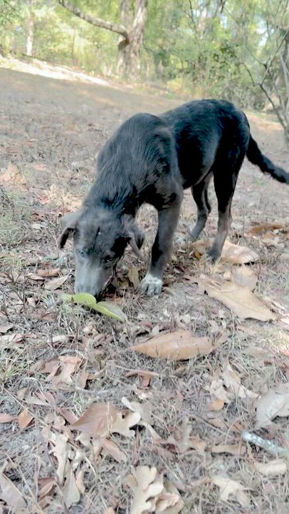 Enlarge Gracie, a Adoptable mixed breed in London, ON video 4/6