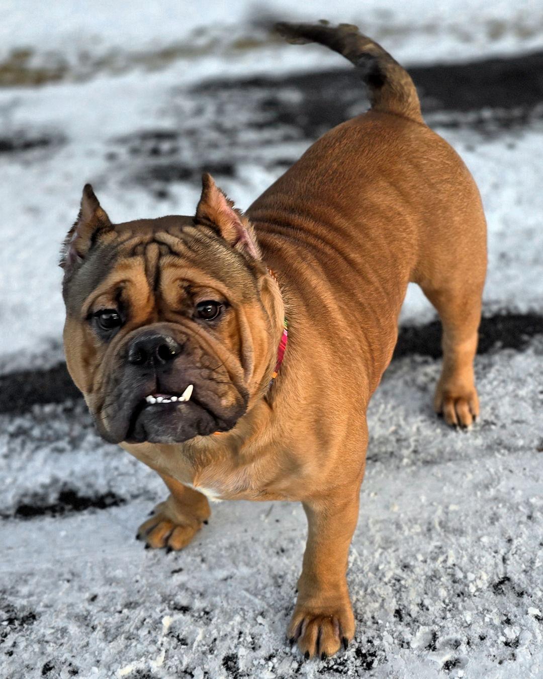 Enlarge Wookiee, a Adopted mixed breed in Westminster, MA image 1/3