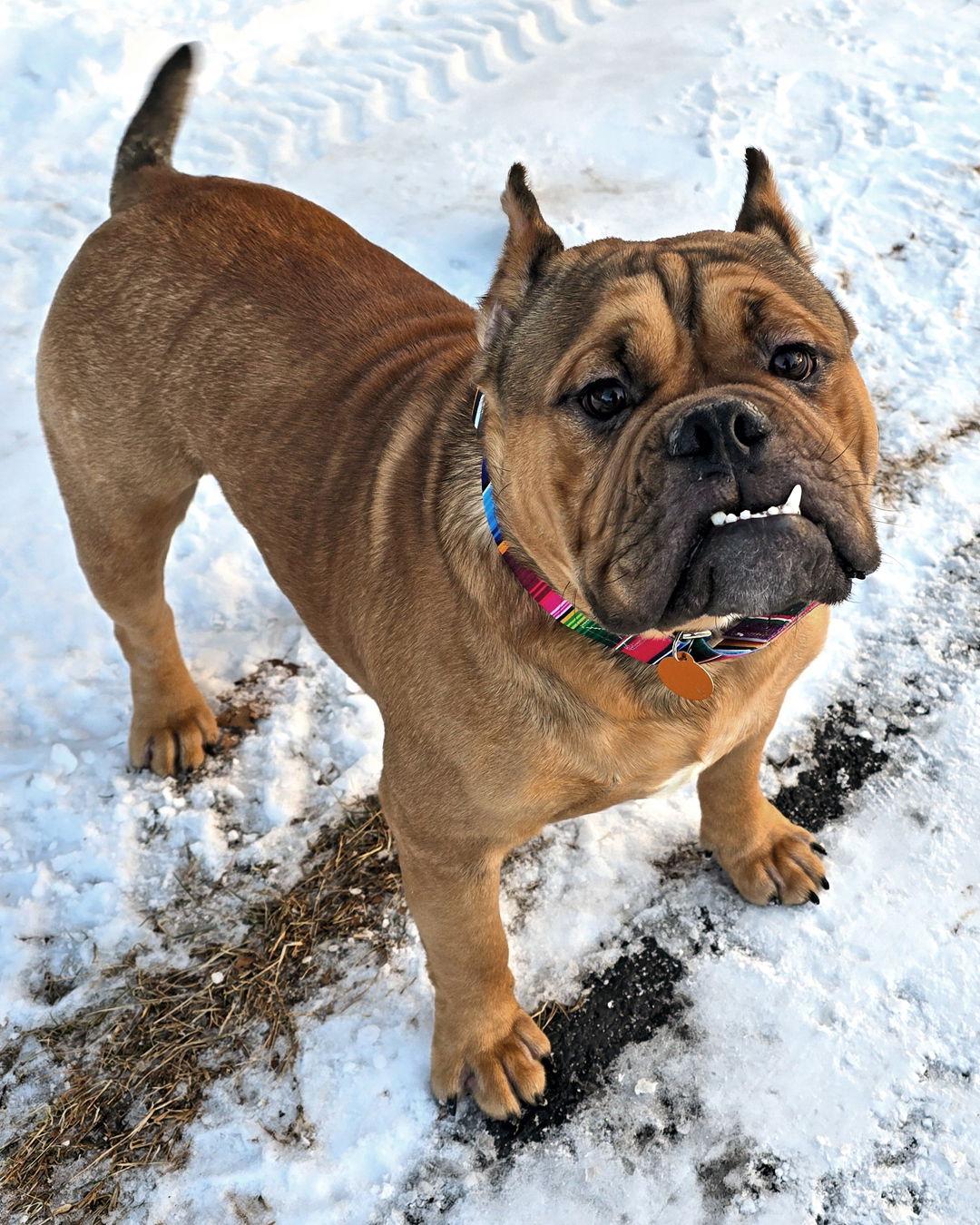 Enlarge Wookiee, a Adopted mixed breed in Westminster, MA image 2/3