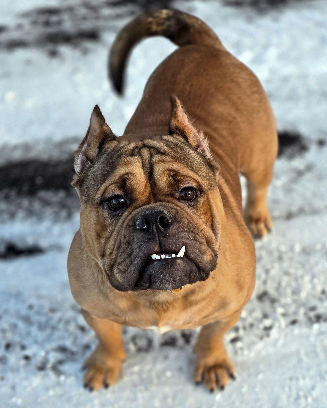 Enlarge Wookiee, a Adopted mixed breed in Westminster, MA image 3/3