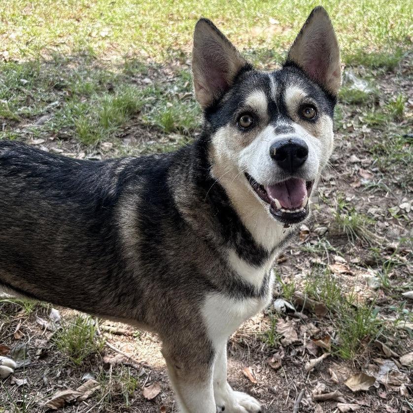 Enlarge Celeste, a Adoptable mixed breed in Tylertown, MS image 1/6