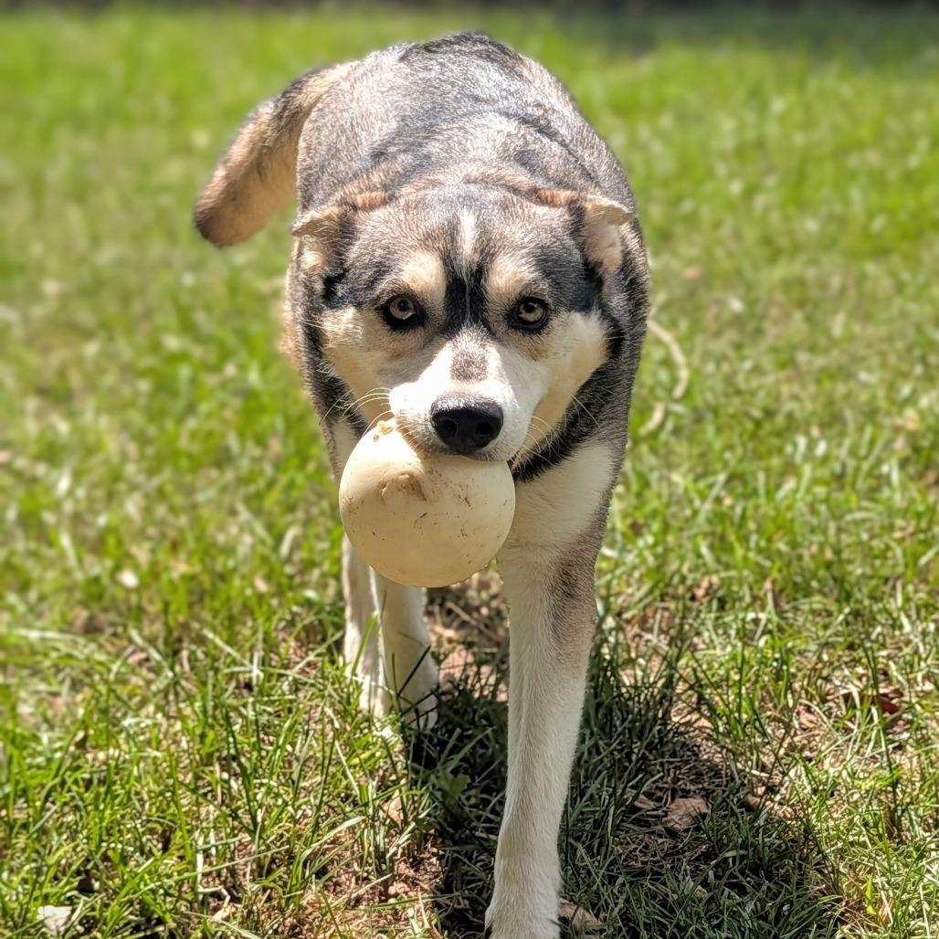 Enlarge Celeste, a Adoptable mixed breed in Tylertown, MS image 2/6