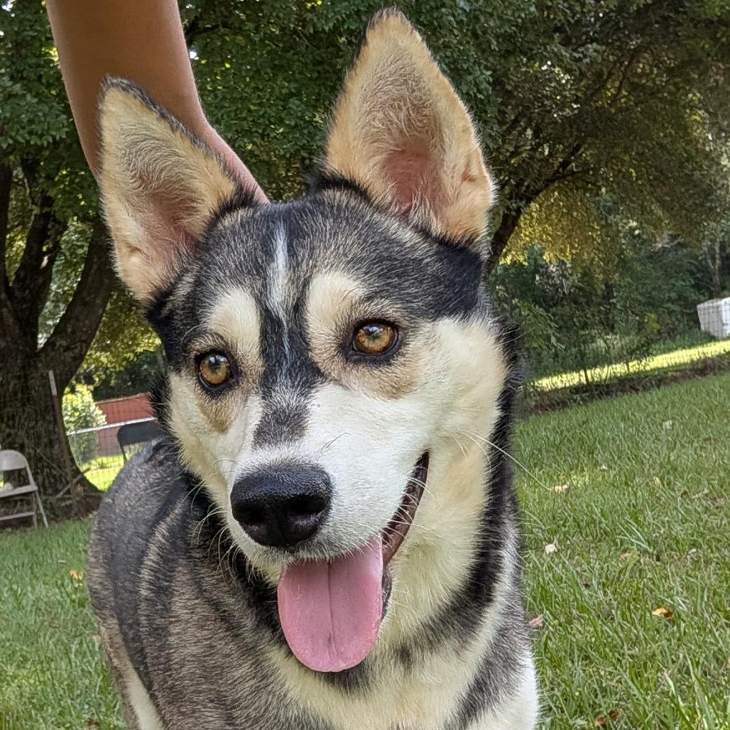 Enlarge Celeste, a Adoptable mixed breed in Tylertown, MS image 3/6