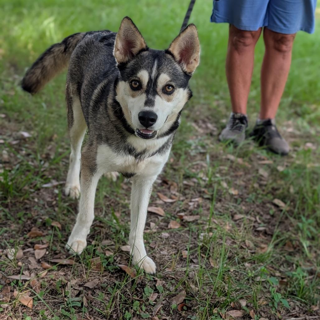 Enlarge Celeste, a Adoptable mixed breed in Tylertown, MS image 4/6