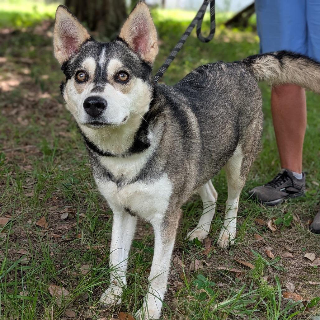 Enlarge Celeste, a Adoptable mixed breed in Tylertown, MS image 5/6