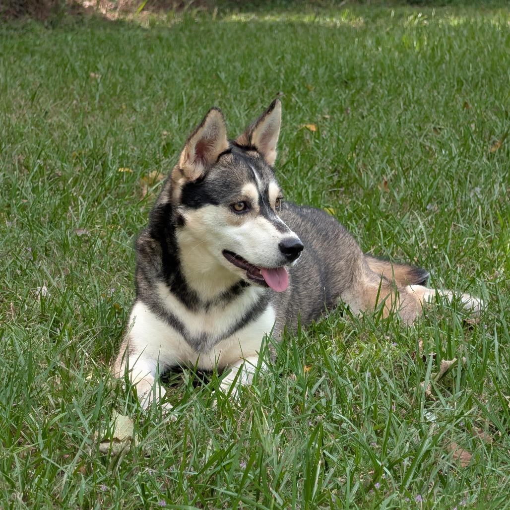 Enlarge Celeste, a Adoptable mixed breed in Tylertown, MS image 6/6