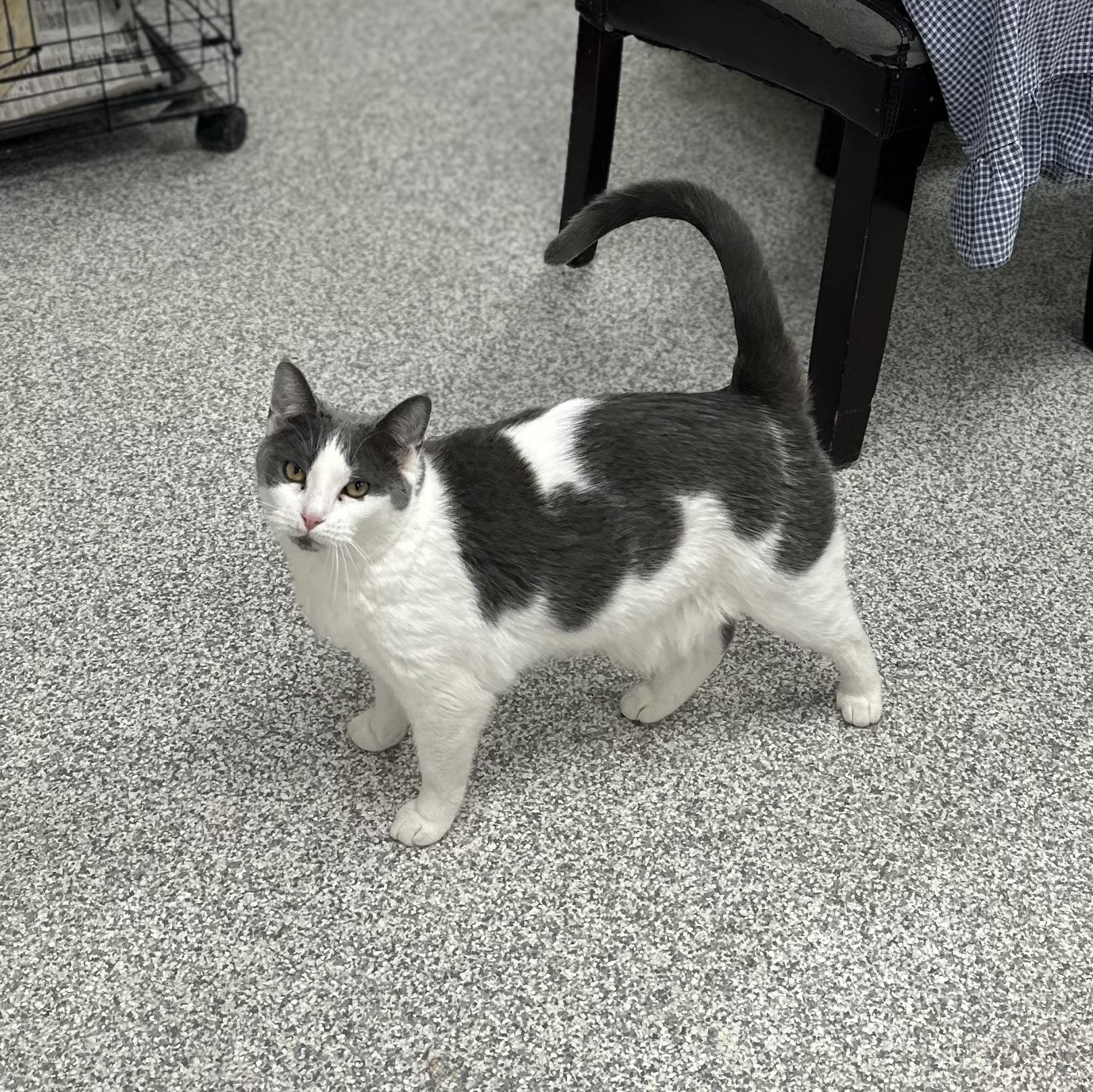 Tundra, Adult Female unknown