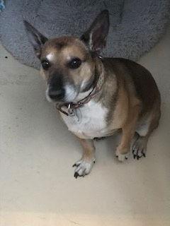 Enlarge Benjii, a Adopted mixed breed in Westminster, CO image 1/3