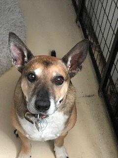 Enlarge Benjii, a Adopted mixed breed in Westminster, CO image 2/3