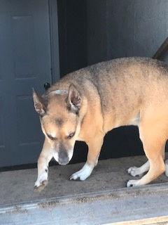 Enlarge Benjii, a Adopted mixed breed in Westminster, CO image 3/3