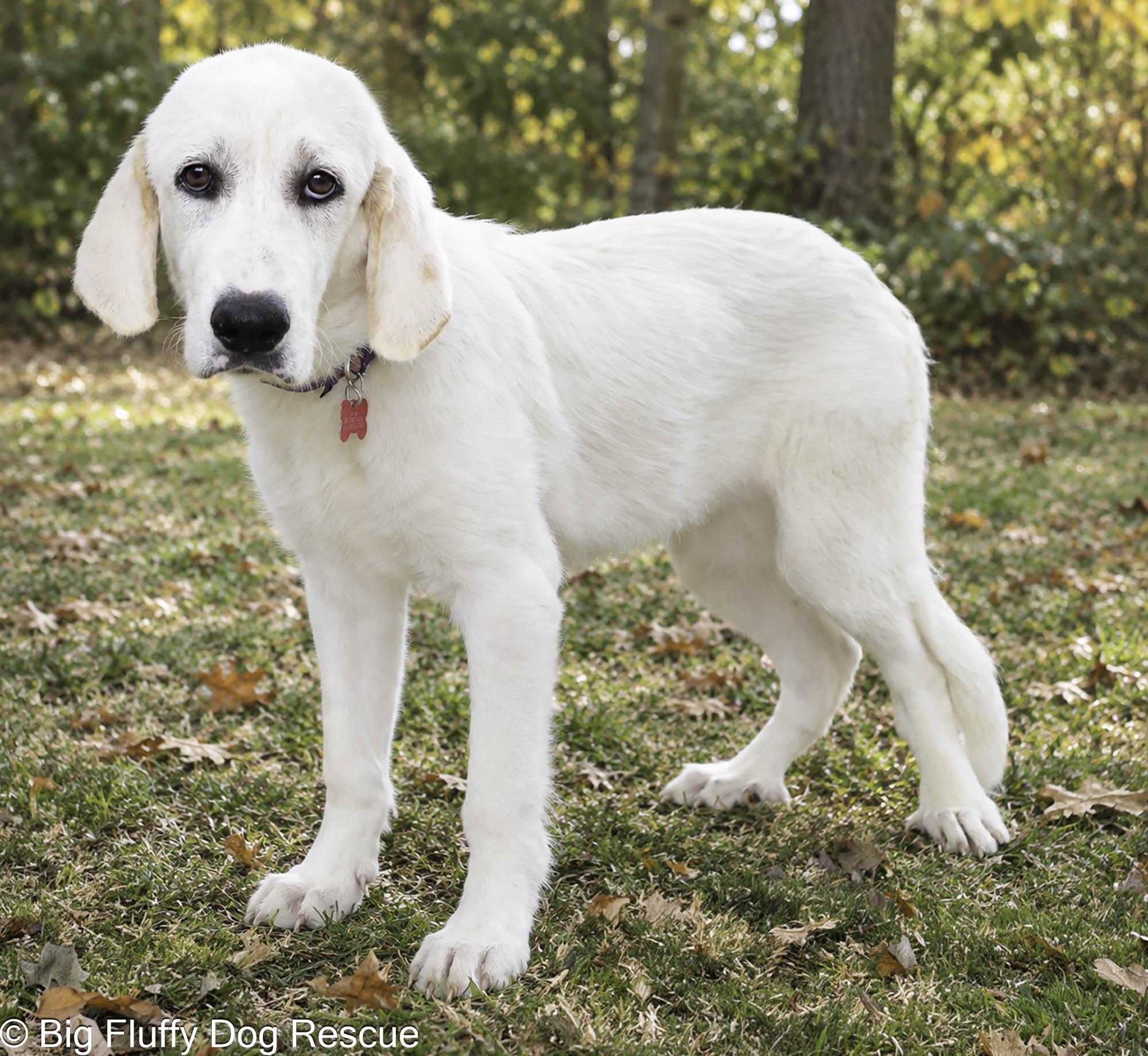 Enlarge Taleah, a Adopted mixed breed in Nashville, TN image 2/4
