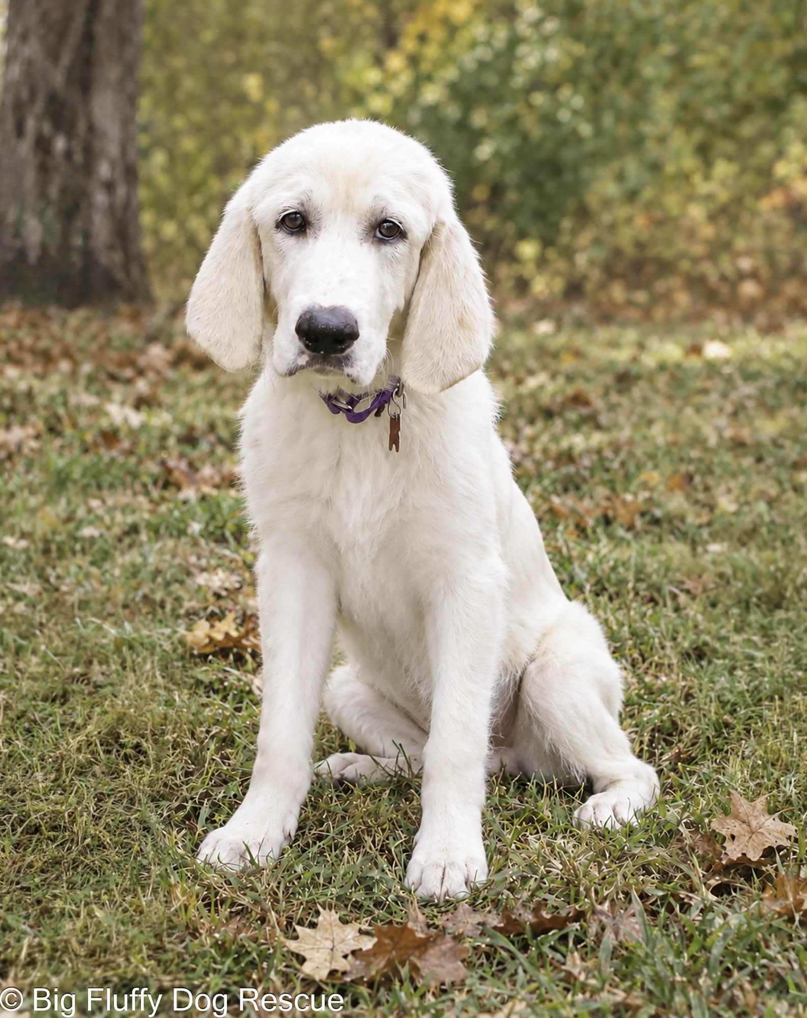 Enlarge Taleah, a Adopted mixed breed in Nashville, TN image 3/4