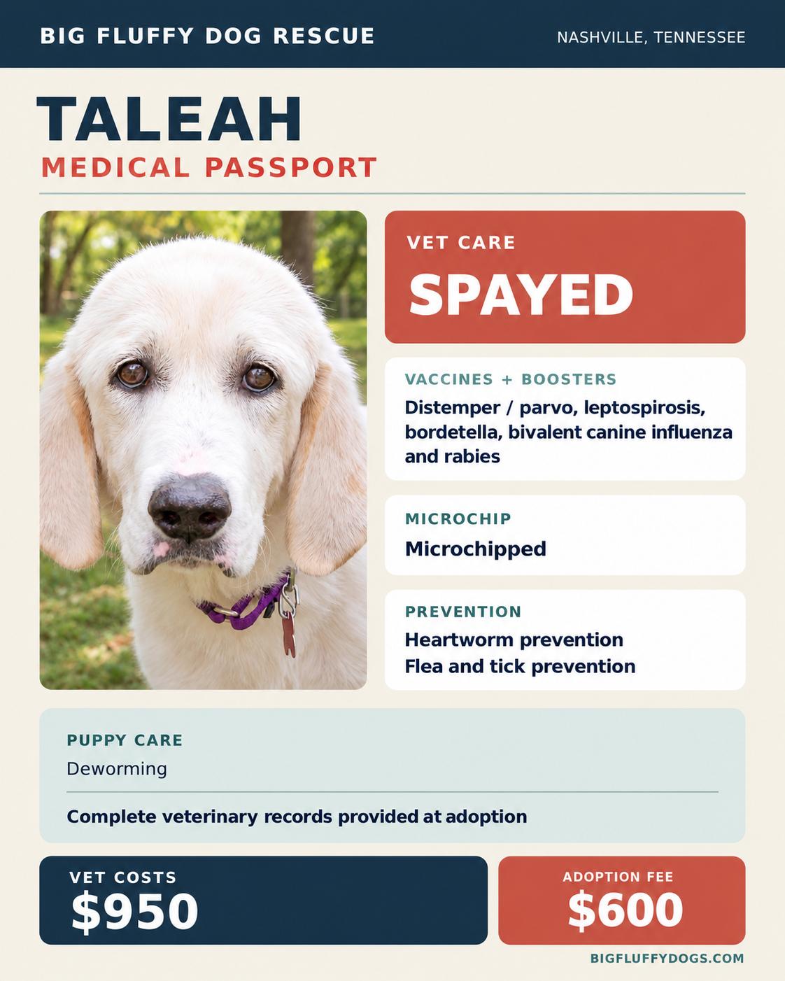 Enlarge Taleah, a Adopted mixed breed in Nashville, TN image 4/4