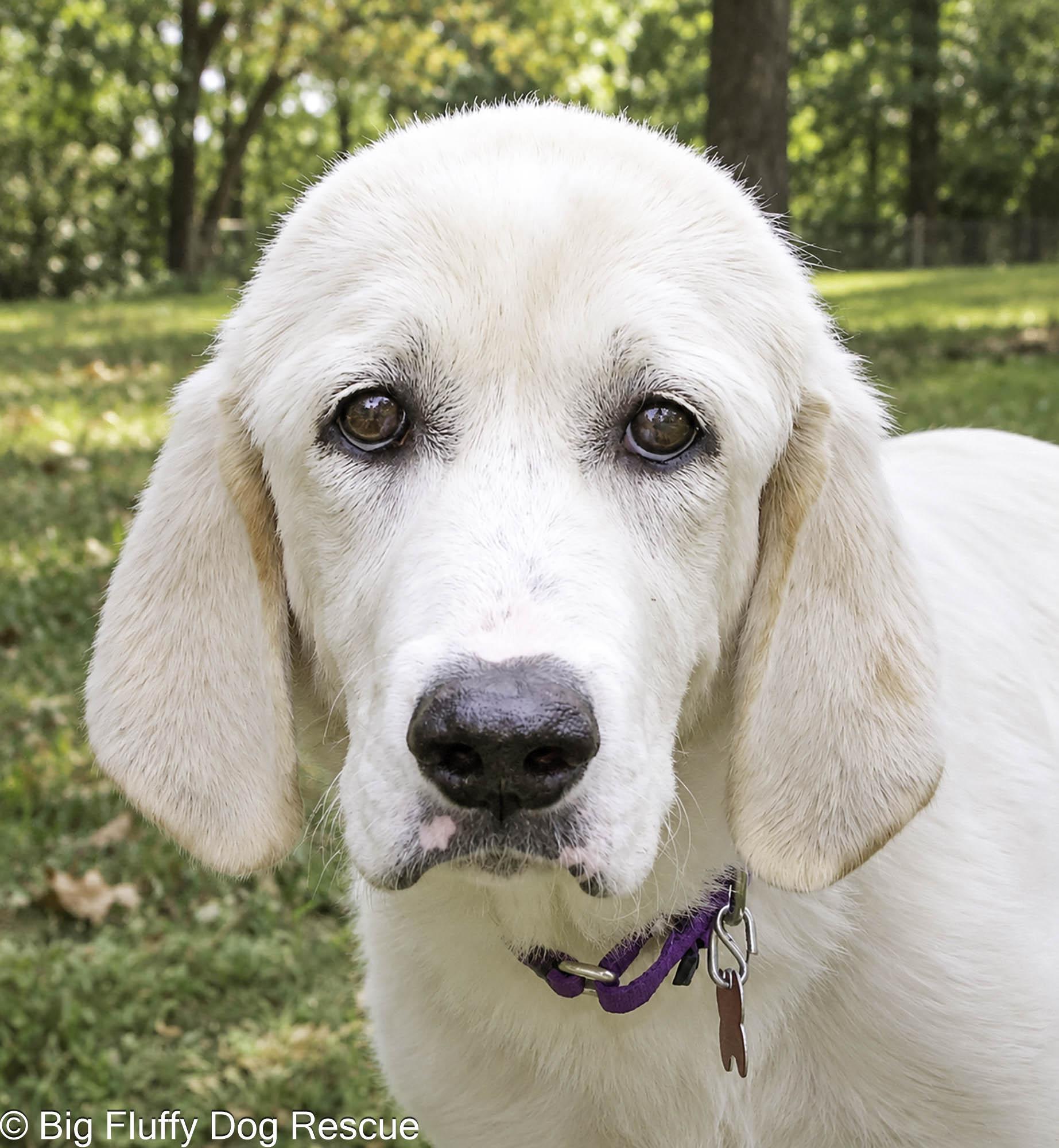 Taleah, Adopted, Puppy Female Great Pyrenees & Basset Hound.