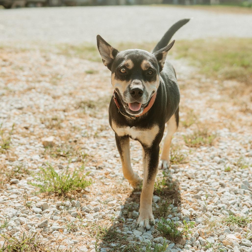 Enlarge Missy, a Adoptable mixed breed in Hohenwald, TN image 1/6