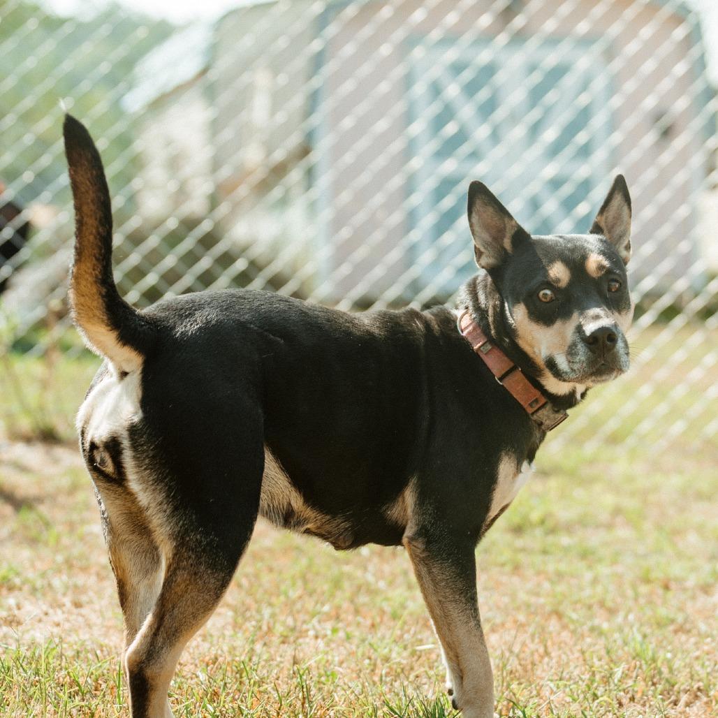 Enlarge Missy, a Adoptable mixed breed in Hohenwald, TN image 3/6
