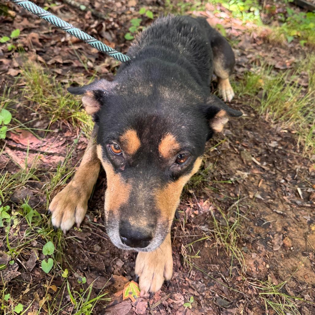 Enlarge Missy, a Adoptable mixed breed in Hohenwald, TN image 4/6