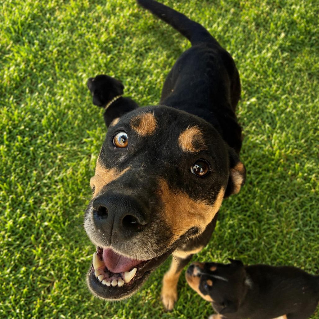 Enlarge Missy, a Adoptable mixed breed in Hohenwald, TN image 5/6