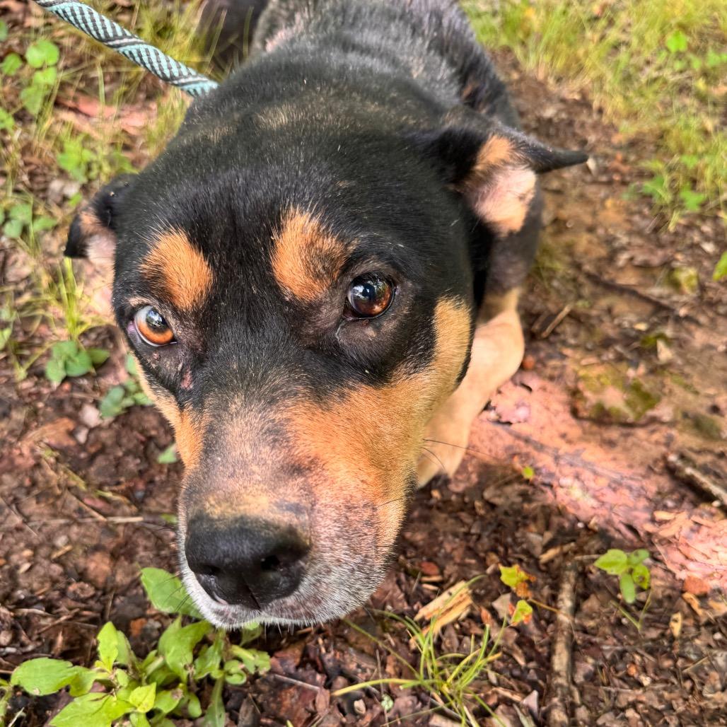 Enlarge Missy, a Adoptable mixed breed in Hohenwald, TN image 6/6