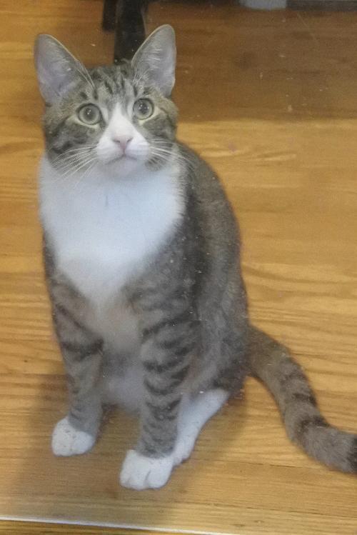 Mikey, Adoptable, Adult Male Tabby.