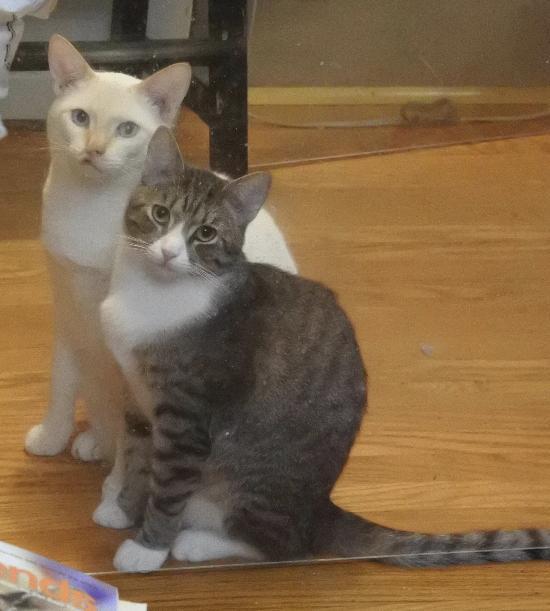 Enlarge Mikey, a Adoptable Tabby in Half Moon Bay, CA image 2/5