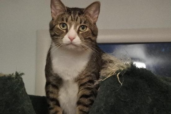 Enlarge Mikey, a Adoptable Tabby in Half Moon Bay, CA image 4/6