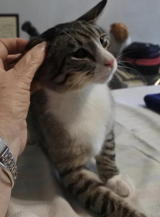 Mikey, Adoptable, Young Male Tabby.