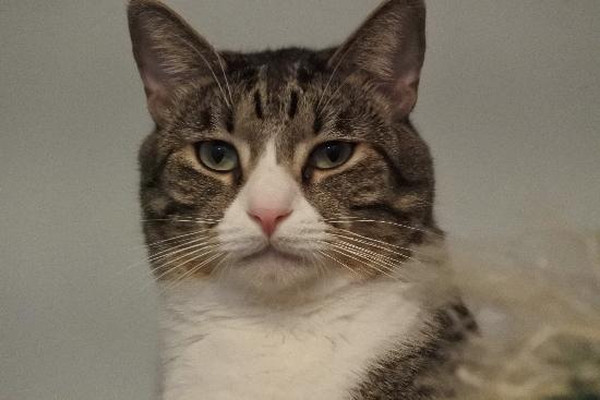 Enlarge Mikey, a Adoptable Tabby in Half Moon Bay, CA image 5/6