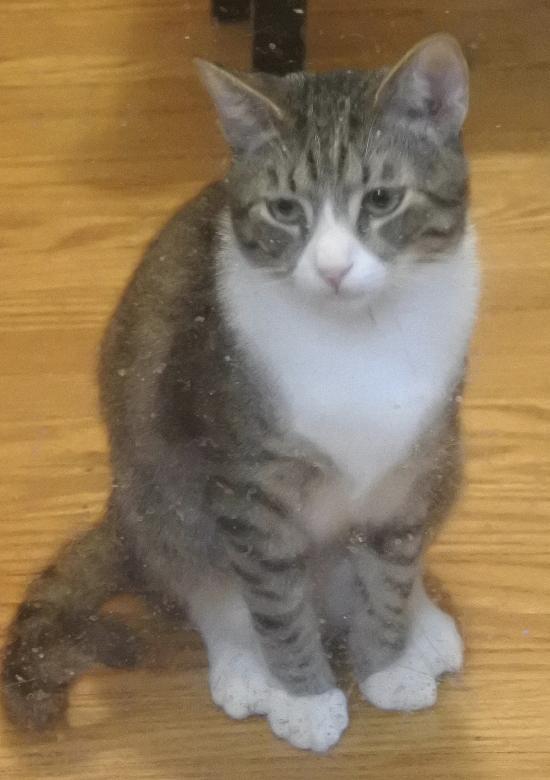 Enlarge Mikey, a Adoptable Tabby in Half Moon Bay, CA image 4/5