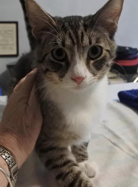 Mikey, a Adoptable Tabby in Half Moon Bay, CA image 4/4