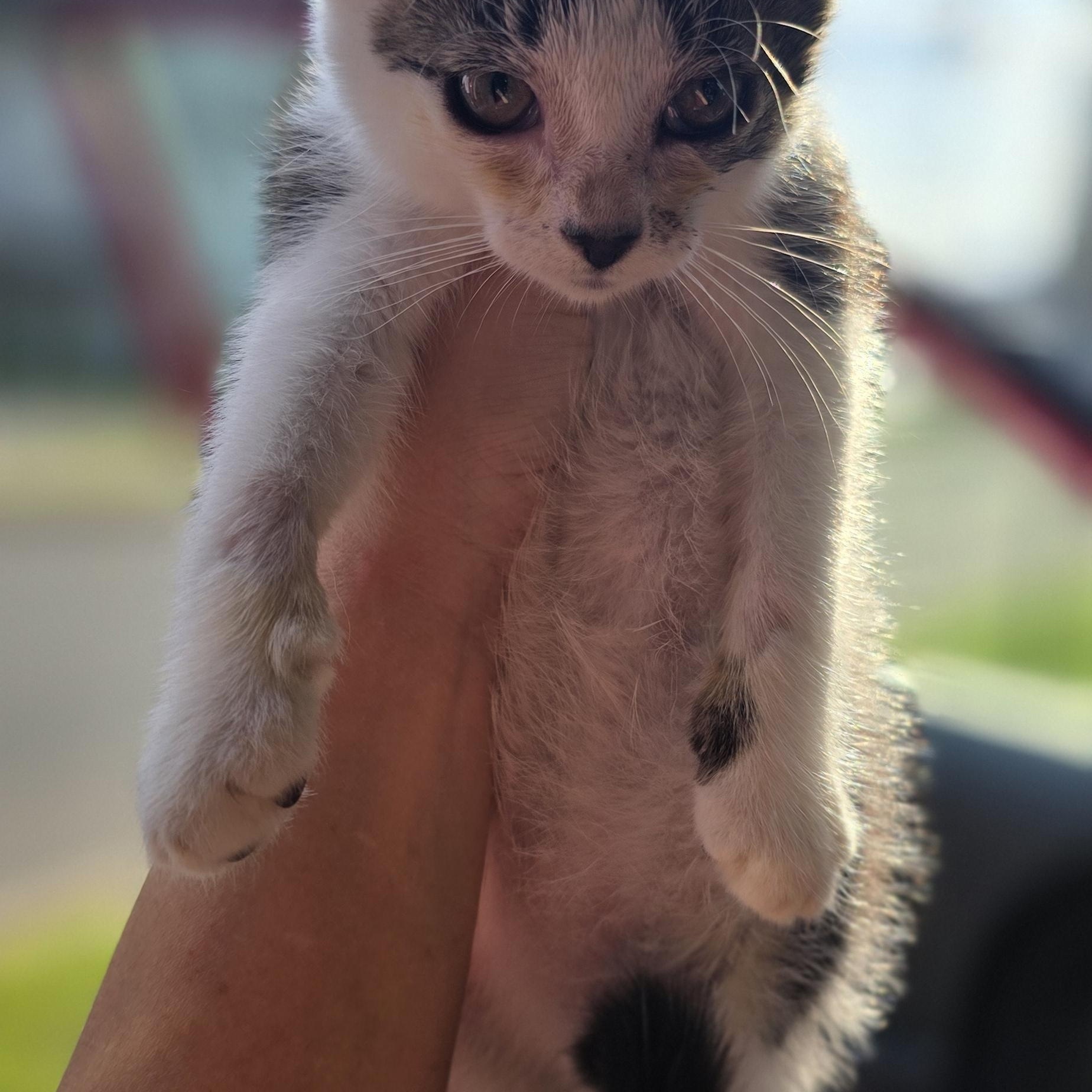 STORMY, a Adopted Tabby in Perth Amboy , NJ image 2/4