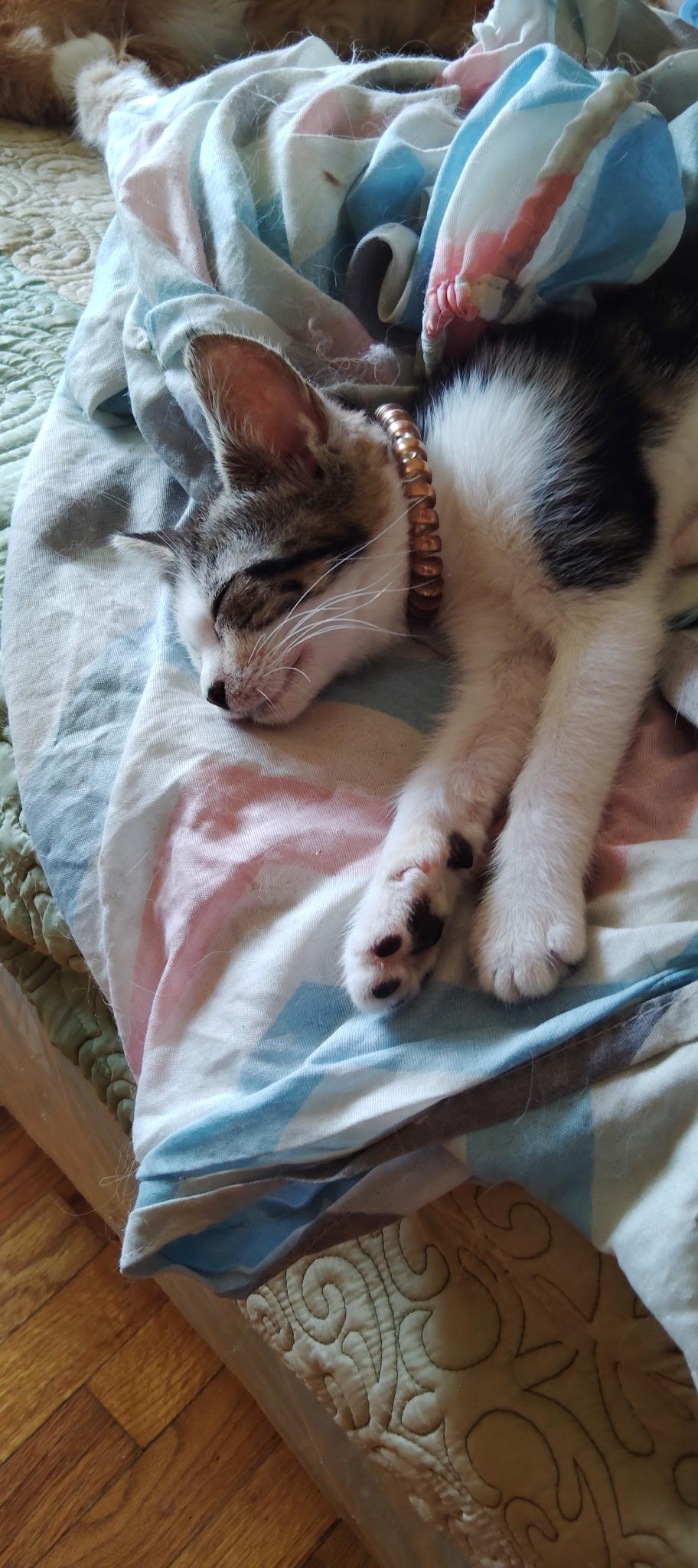 STORMY, a Adopted Tabby in Perth Amboy , NJ image 3/4